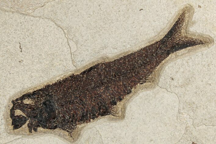 Fossil Fish (Knightia) - Green River Formation #189258